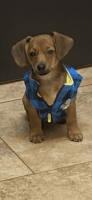 Chiweenie Puppies for sale in Tampa, FL, USA. price: NA