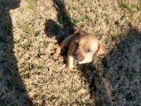 Chiweenie Puppies for sale in Lithonia, GA 30058, USA. price: NA