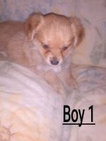 Chiweenie Puppies for sale in 4012 Susie Ln, Alvin, TX 77511, USA. price: NA