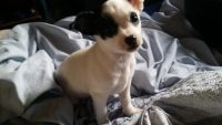 Chiweenie Puppies for sale in Spartanburg, SC, USA. price: NA