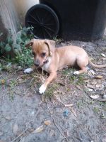 Chiweenie Puppies for sale in Apopka, FL, USA. price: NA
