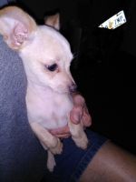Chiweenie Puppies for sale in 4559 Fulton Ave, Jacksonville, FL 32207, USA. price: NA