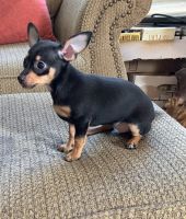 Chiweenie Puppies for sale in Winter Haven, FL, USA. price: NA
