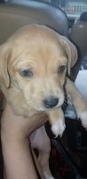 Chiweenie Puppies for sale in Bensenville, IL 60106, USA. price: NA