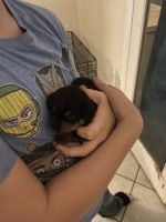 Chiweenie Puppies for sale in Frederica, DE 19946, USA. price: NA