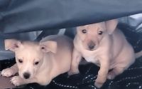 Chiweenie Puppies for sale in Lodi, CA, USA. price: NA