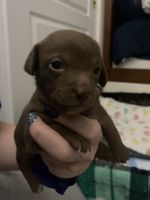 Chiweenie Puppies for sale in Parker, CO 80138, USA. price: NA
