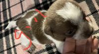 Chiweenie Puppies for sale in Jamestown, TN 38556, USA. price: NA