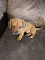 Chiweenie Puppies for sale in Frederica, DE 19946, USA. price: NA