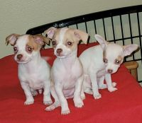 Chiweenie Puppies for sale in Salem, OR, USA. price: NA