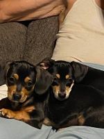 Chiweenie Puppies for sale in Moss Point, MS, USA. price: NA