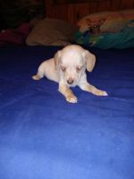 Chiweenie Puppies for sale in Oklahoma City, OK, USA. price: NA