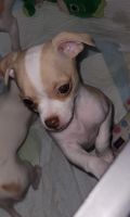 Chiweenie Puppies for sale in Salem, OR, USA. price: NA