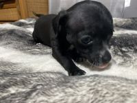 Chiweenie Puppies for sale in Lubbock, TX, USA. price: NA