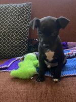 Chiweenie Puppies for sale in Newport News, VA, USA. price: NA