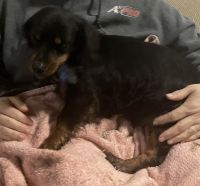 Chiweenie Puppies for sale in Banks, OR 97106, USA. price: NA
