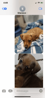 Chiweenie Puppies for sale in Dearborn Heights, MI, USA. price: NA