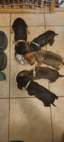 Chiweenie Puppies for sale in Mamaroneck, NY, USA. price: NA