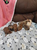 Chiweenie Puppies for sale in Hanover Park, IL, USA. price: NA