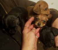 Chiweenie Puppies for sale in Chesnee, SC 29323, USA. price: NA