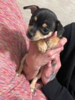 Chiweenie Puppies for sale in Bellingham, WA, USA. price: NA