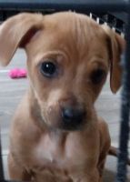 Chiweenie Puppies for sale in Raleigh, NC, USA. price: NA