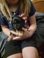 Chiweenie Puppies for sale in Perryville, MO 63776, USA. price: NA