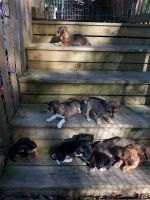 Chiweenie Puppies for sale in St George, SC 29477, USA. price: NA