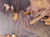 Chiweenie Puppies for sale in Des Moines, IA, USA. price: NA