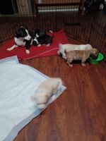 Chiweenie Puppies for sale in Bowdon, GA 30108, USA. price: NA