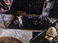 Chiweenie Puppies for sale in Barnwell, SC 29812, USA. price: NA