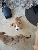 Chiweenie Puppies for sale in Toney, AL, USA. price: NA