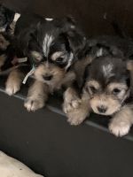 Chiweenie Puppies Photos