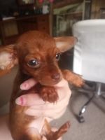 Chiweenie Puppies for sale in Lexington, SC 29073, USA. price: NA
