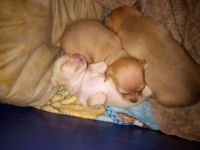 Chiweenie Puppies Photos