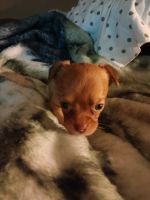 Chiweenie Puppies for sale in Martinsville, IN 46151, USA. price: NA