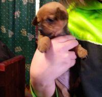 Chiweenie Puppies for sale in Rome, GA, USA. price: NA