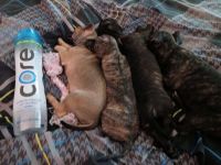 Chiweenie Puppies for sale in Colorado Springs, CO, USA. price: NA