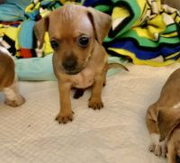 Chiweenie Puppies for sale in Fairfield, CT, USA. price: NA