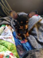 Chiweenie Puppies for sale in Bakersfield, CA, USA. price: NA