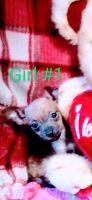 Chiweenie Puppies for sale in Zavalla, TX 75980, USA. price: NA
