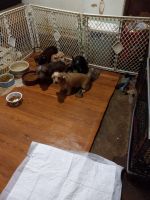 Chiweenie Puppies for sale in Victoria, TX, USA. price: $50