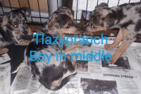 Chiweenie Puppies for sale in Las Vegas, NM 87701, USA. price: $350