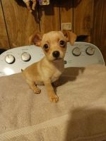 Chiweenie Puppies for sale in Clyde, TX 79510, USA. price: $400
