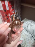 Chiweenie Puppies for sale in Kingsport, Tennessee. price: $250
