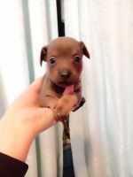 Chiweenie Puppies for sale in Cassville, NY 13318, USA. price: $300