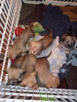 Chiweenie Puppies for sale in Portland, Oregon. price: $200