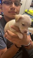 Chiweenie Puppies for sale in Ft. Worth, Texas. price: $500