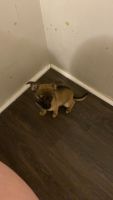 Chiweenie Puppies for sale in Bristol, Tennessee. price: $50