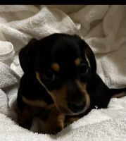 Chiweenie Puppies for sale in Crosby, Texas. price: $350